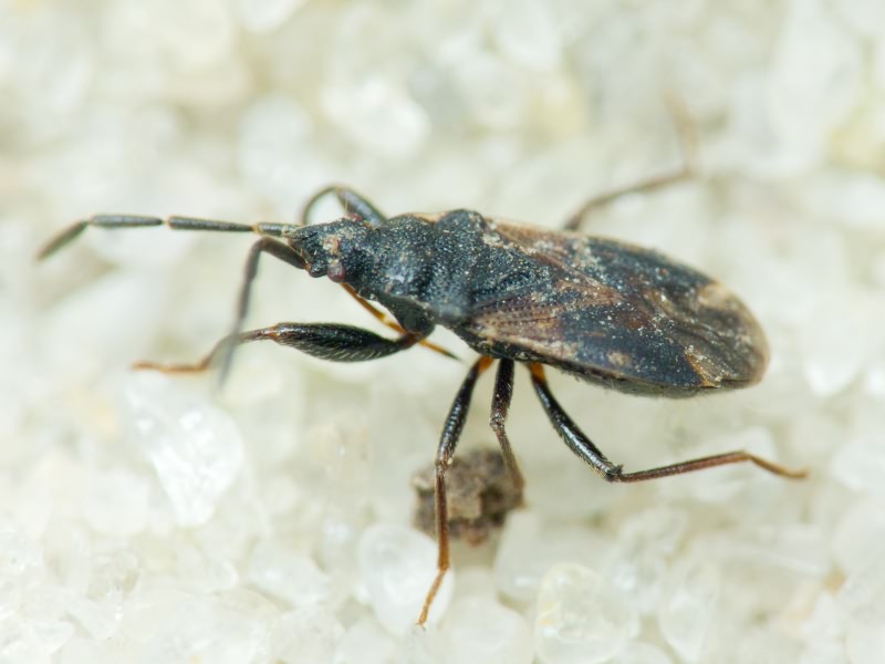 Taphropeltus contractus (Herrich-Schäffer, 1835)
